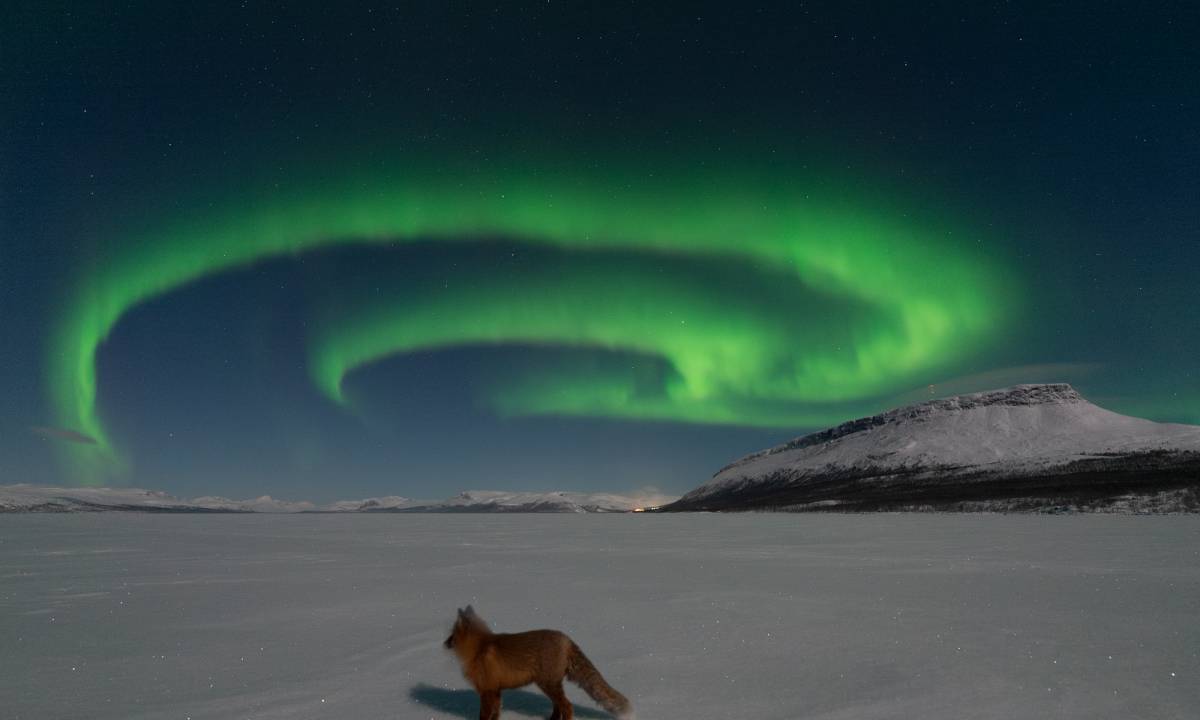 Cáo và cực quang: cuộc gặp gỡ của một truyền thuyết xa xưa giữa Bắc Cực