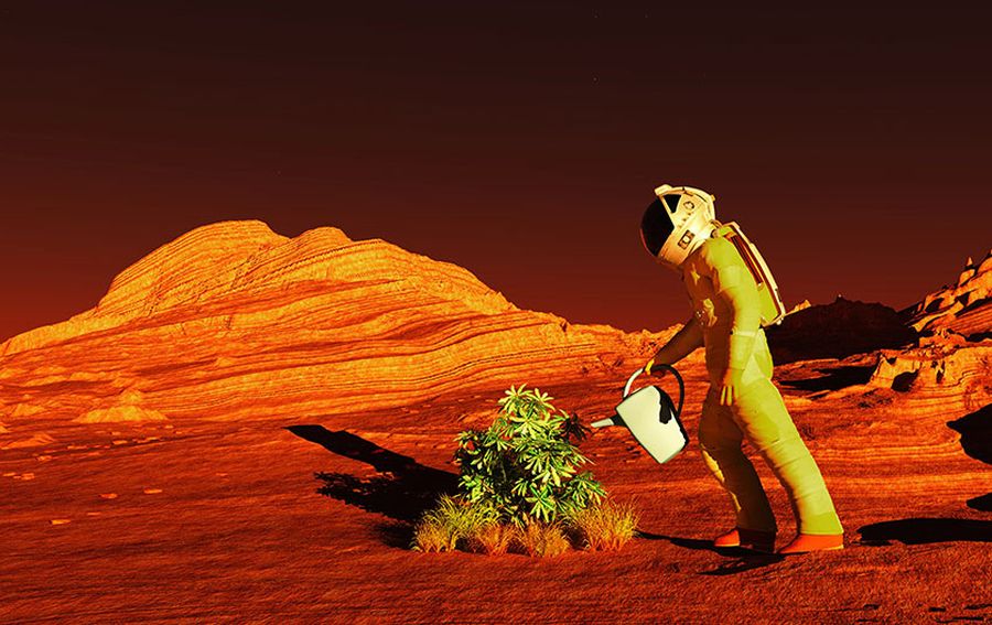 Plant on Mars